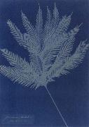 Anna Atkins Gleichenia flabellata oil on canvas